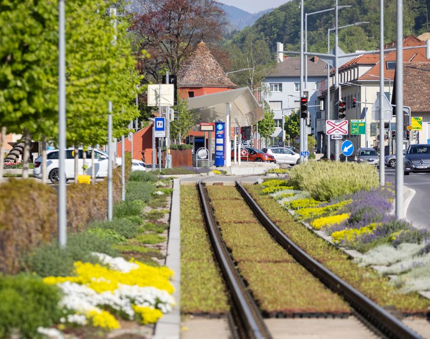 Zugschienen entlang der Kaprunger-Generator-Straße in Weiz, Wildblumen am Bahntrassenrand, roter Turm im Hintergrund