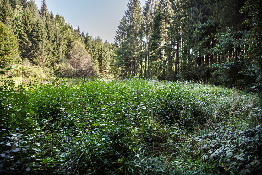 Das Haslacher Moor